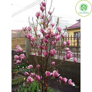 Cây hoa mộc lan cao 50-60cm