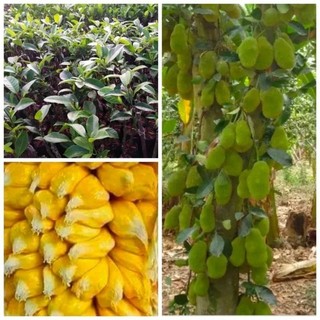 Mít tố nữ siêu trái - Cây Giống Chuẩn