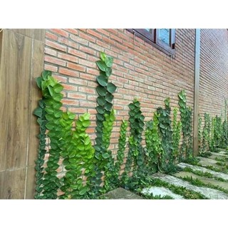 Bầu cây giống cây thằn lằn thái