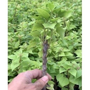 Cây Giống Hoa Giấy  thái