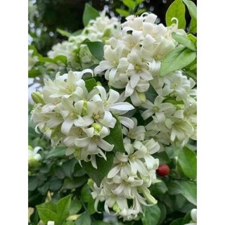 NGUYỆT QUẾ CÂY BUI- CÂY THOÁT THÂN( 90-1M3)