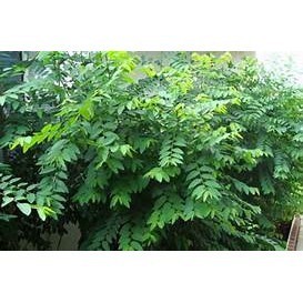 Cây giống rau ngót siêu ngọn - cây gửi như ảnh cuối