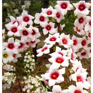Cây giống hoa đế vương -chuẩn