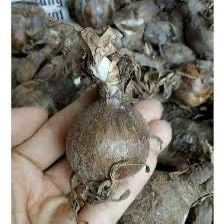 CỦ HOA BỈ NGẠN nhiều màu