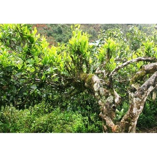 Cây giống chè shan tuyết cổ thụ Tả Phìn Hồ - Hà Giang