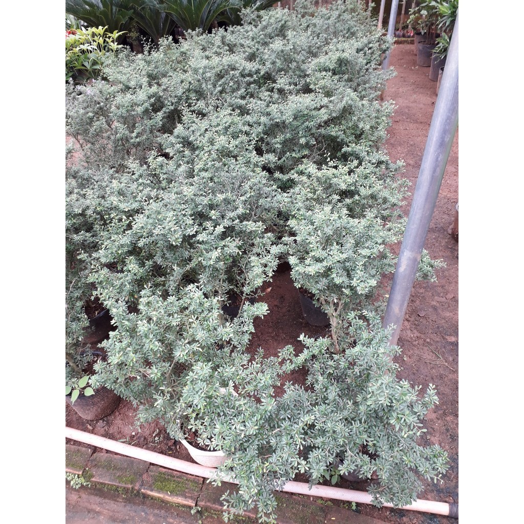 CÂY LINH SAM [ CÂY PHONG THỦY ] (Freeship Xtra, Voucher Xtra +)