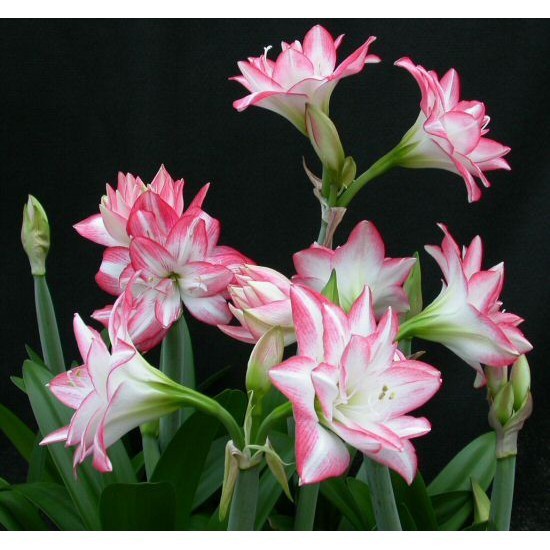 Hoa lan huệ cánh kép, hoa lan huệ tây Amaryllis Blossom Peacock_Củ đang có nụ(ngậm nụ) hoa sau 20 ngày