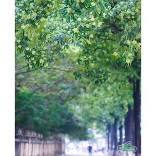 Cây giống hoa sữa( CÂY GIỐNG BAN MÊ XANH)