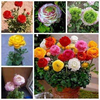 1 củ hoa hồng ri ba tư _ mao lương, củ khô - củ giống 19
