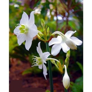 Củ hoa ngọc trâm - 1 củ - củ giống 19