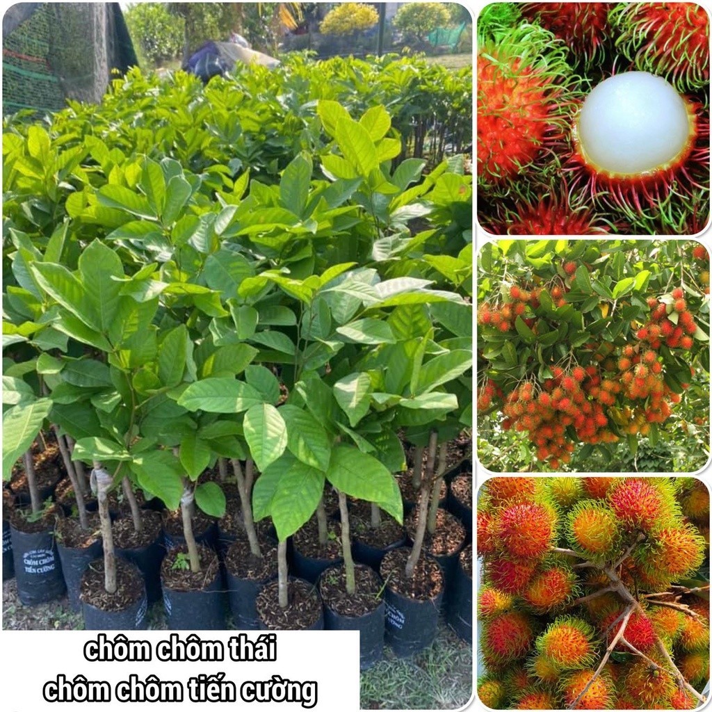 Cây Chôm Chôm Thái [ Siêu Sớm ] (Freeship Xtra, Voucher Xtra +)
