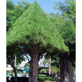 Bầu cây giống cây phi lao cảnh