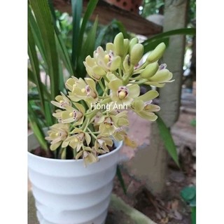Lan kiếm bích- hoa dài, màu đẹp, lâu tàn, cây khoẻ dễ trồng _Chuẩn giống