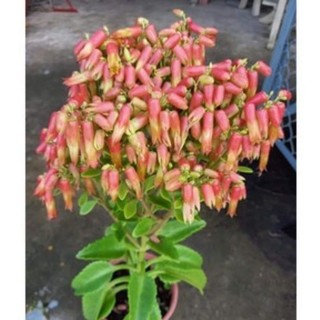 Cây giống hoa lá bỏng