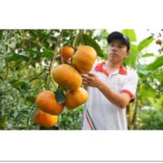 Cây giống quýt đường không hạt(1caay)