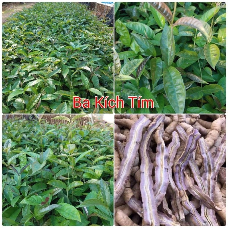 Ba Kích Tím Cây giống