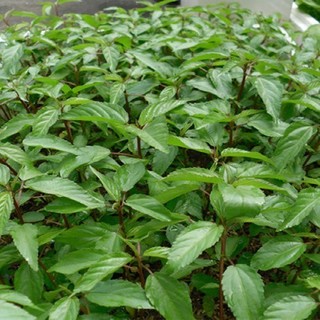 20g hạt giống rau đay đỏ
