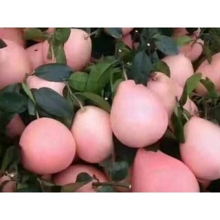 Cây bưởi đỏ phúc kiến - cây giống chuẩn