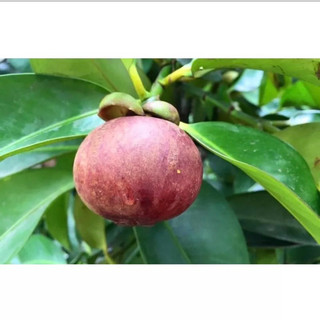 Cây giống măng cụt(1 cây) (cho trái sau 1 năm)