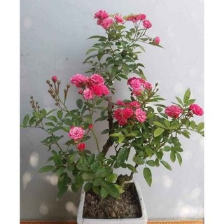 Cây giống hoa hồng chùm