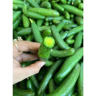Cây giống bơ ngón tay loka