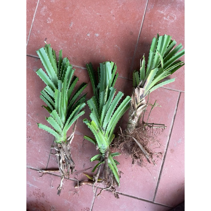 cây dứa dại( 1 cây)
