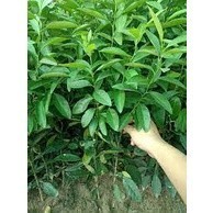 CÂY QUẾ GIỐNG -CÂY CAO 30-40CM(ảnh thật)