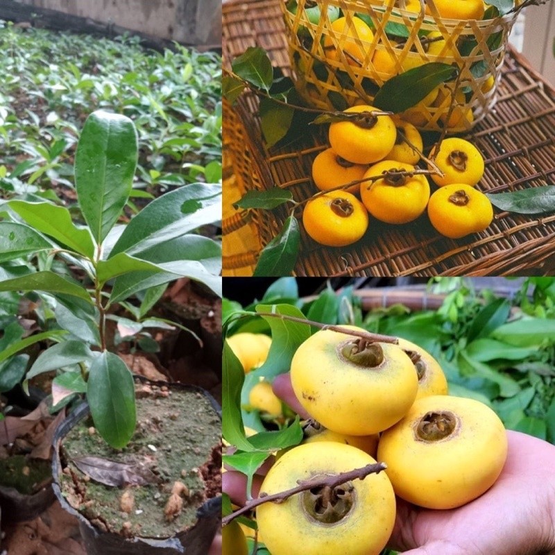 cây giống thị thơm