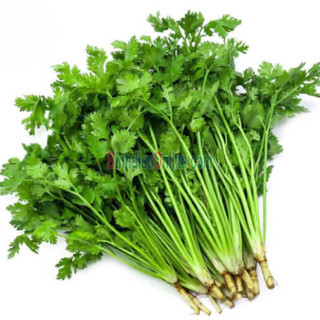 1kg hạt giống ngò Pháp hạt lớn chịu nhiệt