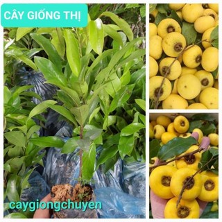 cây giống thị(1bầu cây)