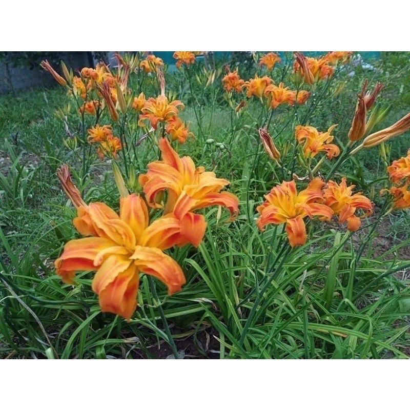 Củ hoa Hiên(1củ) _Chuẩn giống tốt