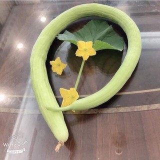 Hạt giống dưa chuột rắn của Mỹ