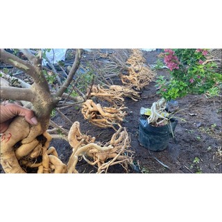 Phôi gốc Hoa giấy Mỹ bonsai