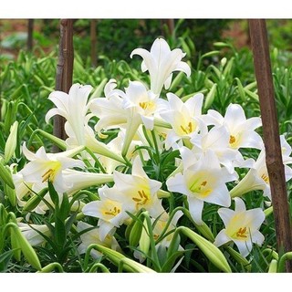 Củ giống hoa loa kèn trắng _chuẩn giống