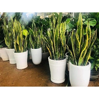 lưỡi hổ viền vàng( 1 cây)