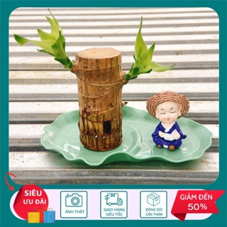 Cây Thiết Mộc Lan Khúc Thủy Sinh (Phát Tài Khúc) Cây Đã Có Mầm - Cây cảnh để bàn trang trí - STCX86 - Shop Chị Hạ