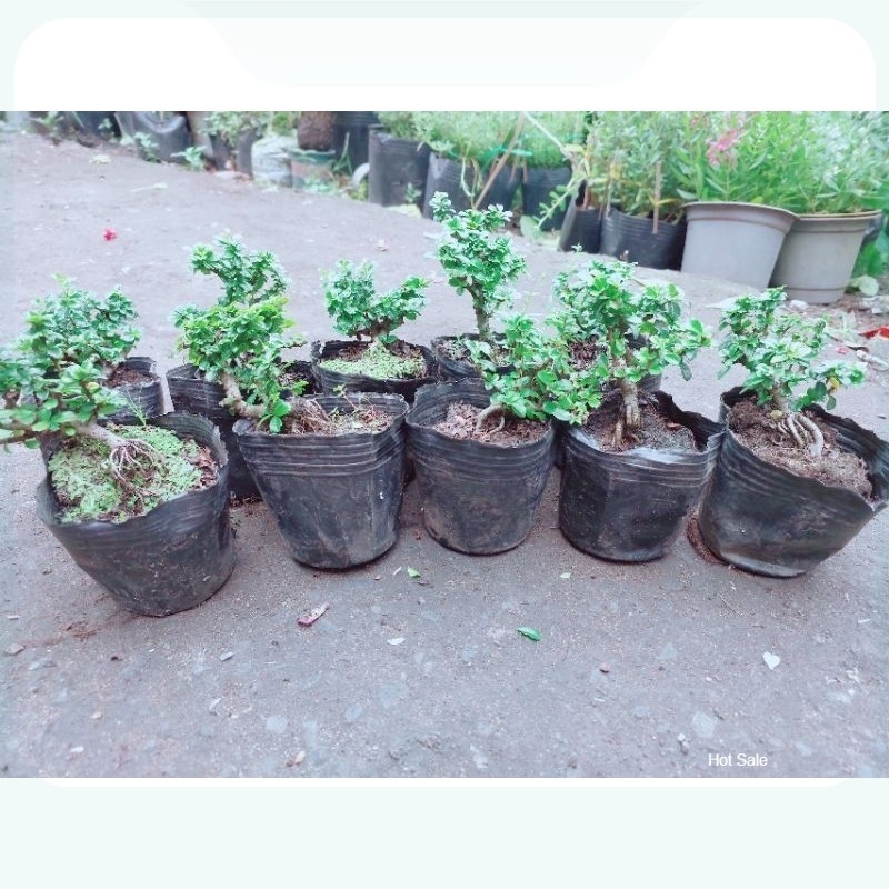Cây Sam Hương Bonsai Mini