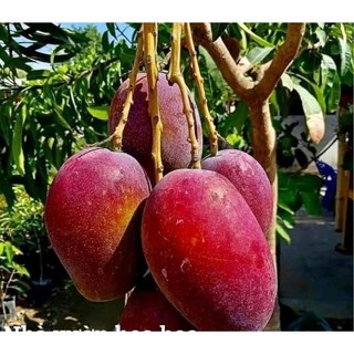 Cây giống xoài đỏ tứ quý nhật