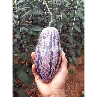Cây giống Dưa hấu Pepino tím- cây ươm bầu đất