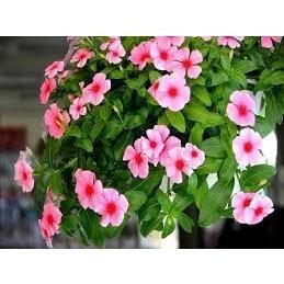 Hạt giống hoa dừa cạn rủ