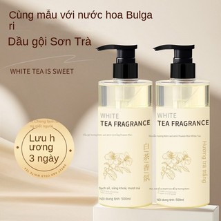 Trà trắng axit amino hương thơm dầu gội hương thơm chăm sóc tóc dầu gội lâu dài hương thơm sạch kiểm soát dầu lông tơ chống gàu chống ngứa