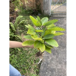 cây giống hoa lá bỏng