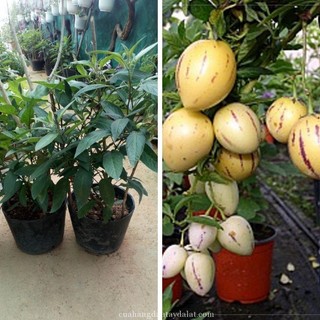 Hạt Giống Dưa Pepino (tặng kèm phân bón)