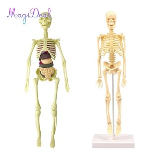 MagiDeal Mô hình cơ thể con người, Dụng cụ học tập trình diễn lớp học khoa học, Màn hình con người cho giáo dục giảng dạy cho trẻ em, 17 miếng