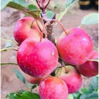 Cây giống táo đỏ đá hà giang và táo đỏ ruột đỏ - cây giống tốt