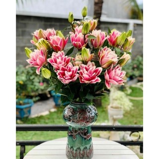 Củ hoa ly kép, ly cao thơm hà lan - chùm củ giống