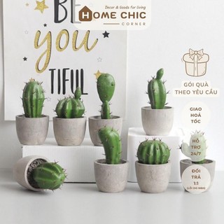 Chậu xương rồng chậu cây để bàn mini trang trí bàn học decor nhà cửa | HOME CHIC CORNER