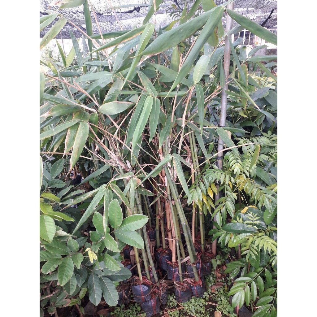 CÂY GIỐNG TRE ĐIỀN TRÚC [ LOẠI TRE TRỒNG LẤY MĂNG Số 1 VIỆT NAM ] (Freeship Xtra, Voucher Xtra +)