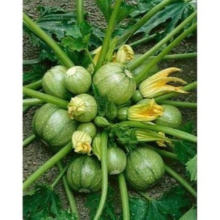 Gói 1gr giống bí ngòi tròn siêu trái