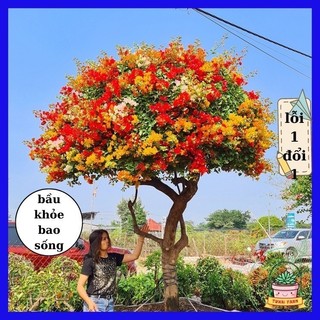 Hoa giấy ngũ sắc đặc biệt – có bầu đất – rễ cực khỏe _chuẩn